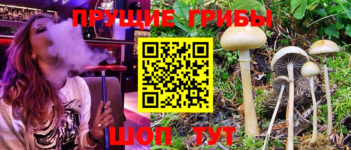 Псилоцибиновые грибы Psilocybe Родники